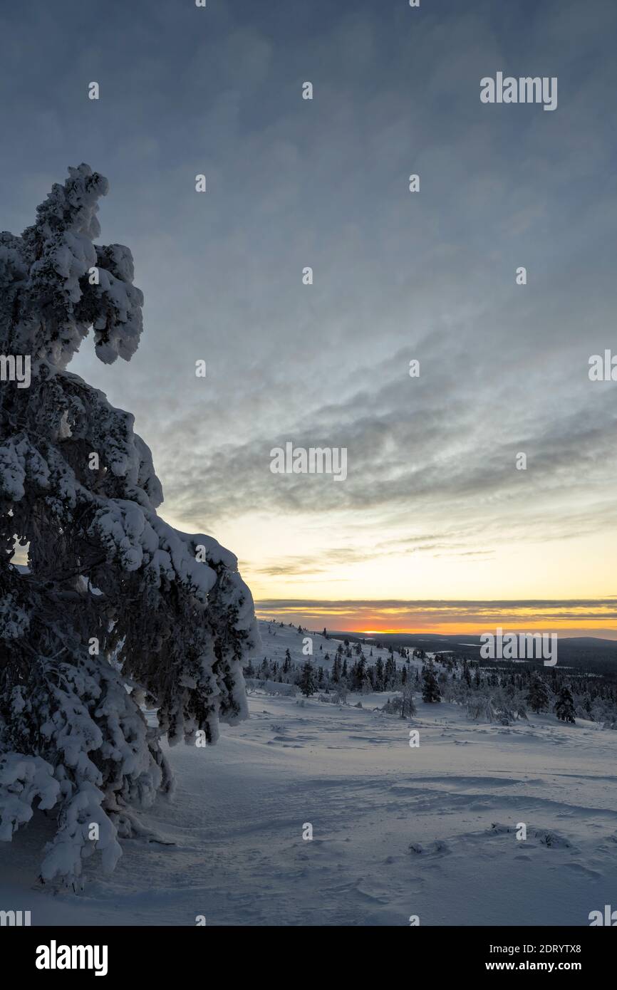 Midwinter landscape in Pallas Yllas National Park of Finnish Lapland. While sun doesn't rise, for few precious hours the light is beautiful. Stock Photo