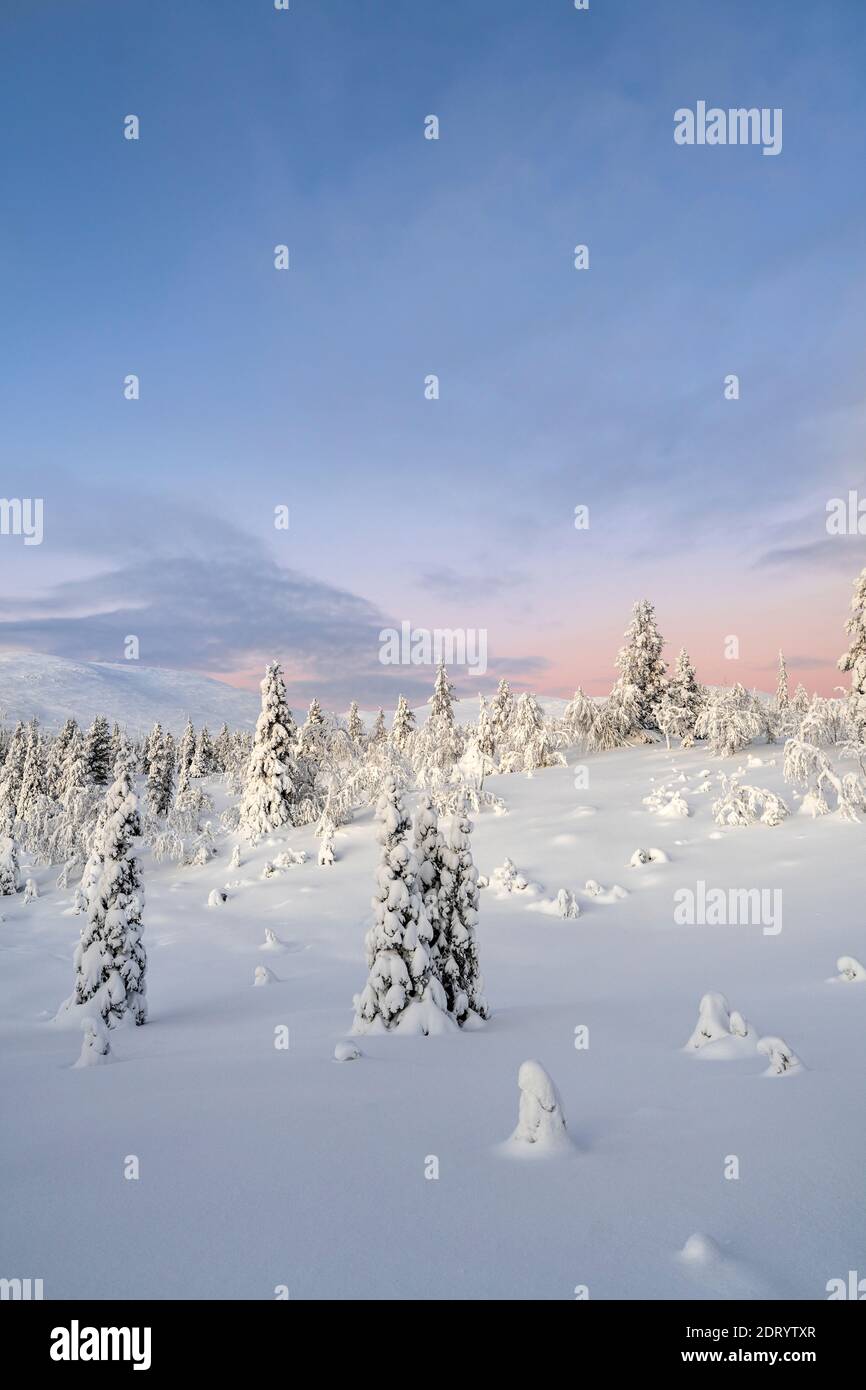 Midwinter landscape in Pallas Yllas National Park of Finnish Lapland. While sun doesn't rise, for few precious hours the light is beautiful. Stock Photo