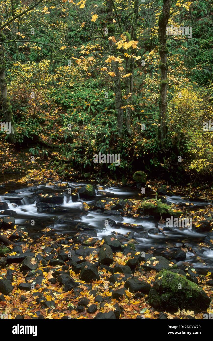 Bridal Veil Creek, Bridal Veil State Park, Columbia River