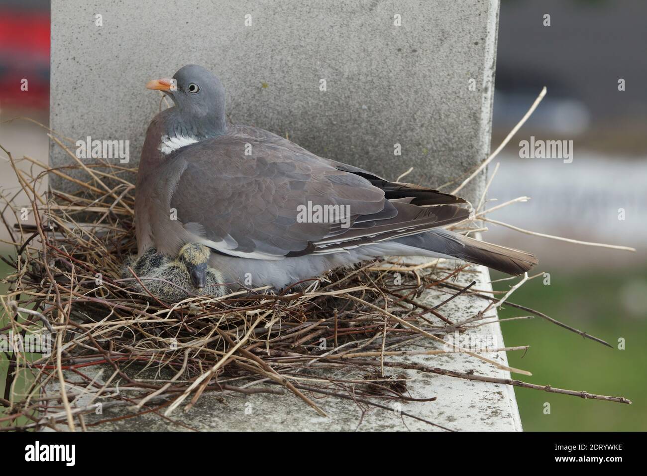 Common wood pigeon (Columba palumbus) tends to its two newly hatched squabs in the nest on the ledge of a dwelling house in Prague, Czech Republic. The nest is pictured approximately one week after the squabs hatched out. Stock Photo
