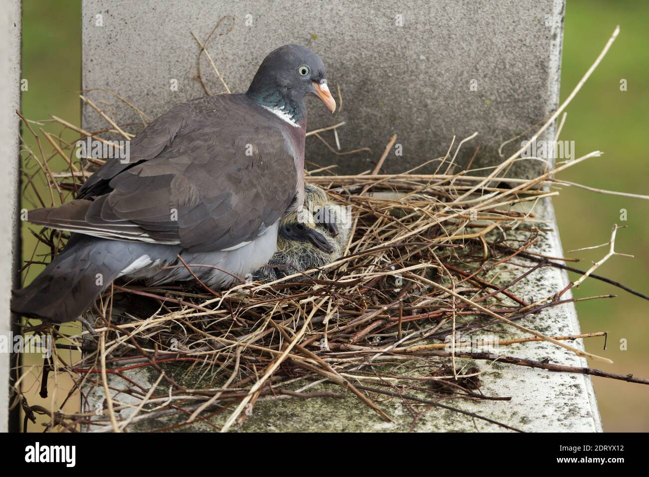 Common wood pigeon (Columba palumbus) tends to its two newly hatched squabs in the nest on the ledge of a dwelling house in Prague, Czech Republic. The nest is pictured approximately one week after the squabs hatched out. Stock Photo