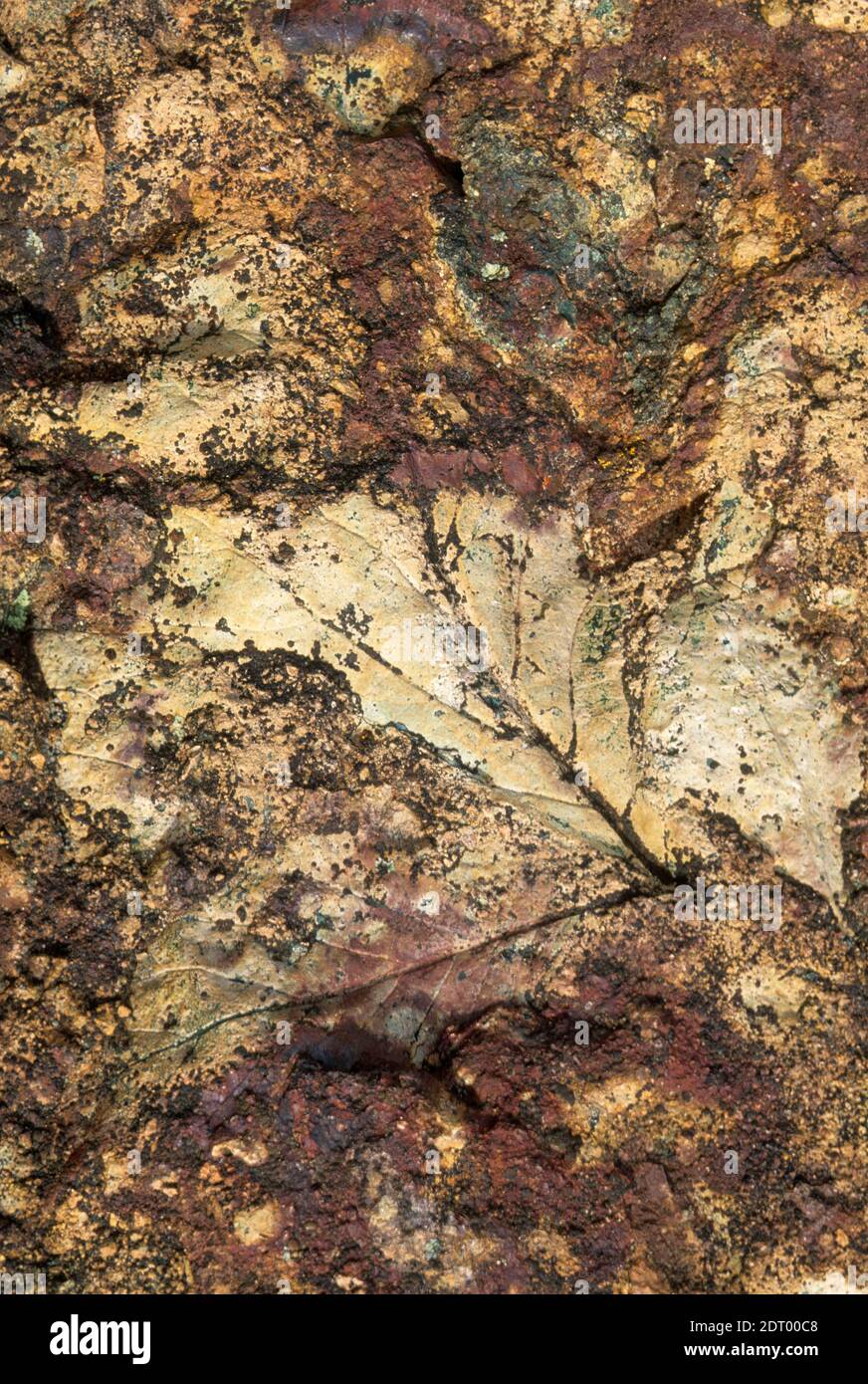 Leaf fossil along Trail of the Fossils, Clarno UnitJohn Day Fossil