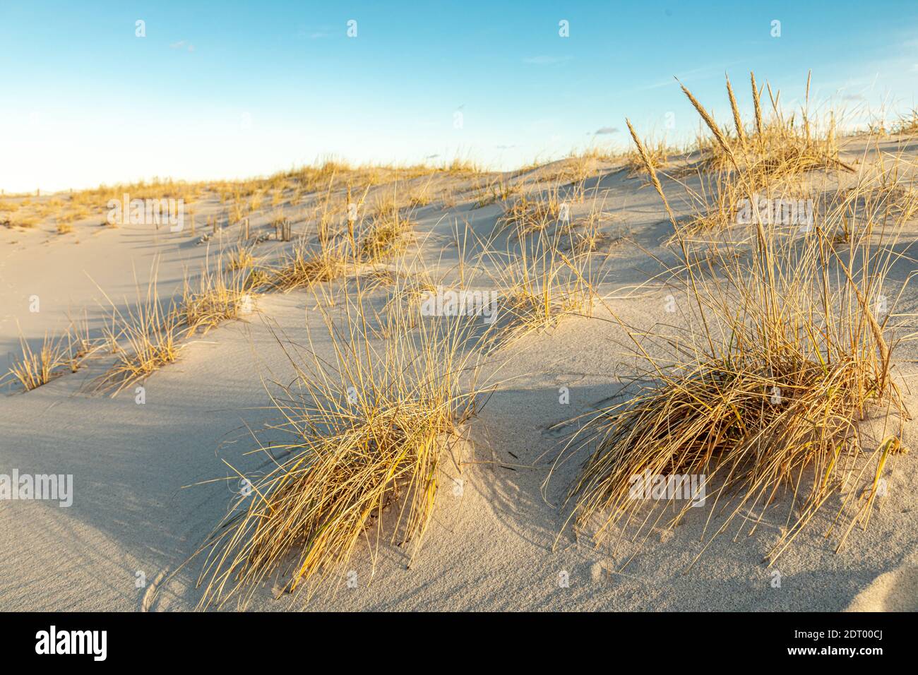 Detail image of beach grass in a dune at Coopers, Beach, Southampton, NY Stock Photo