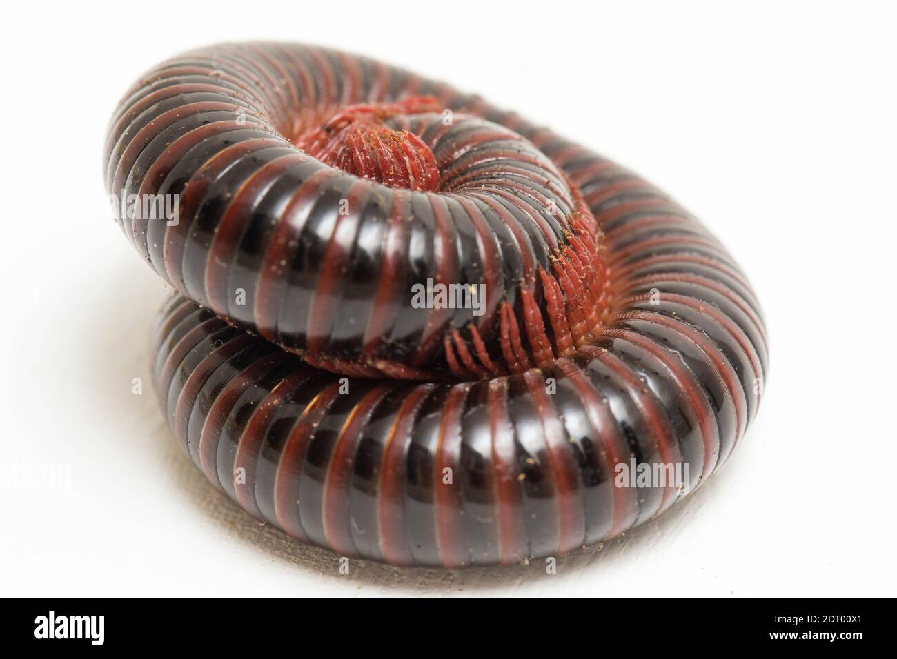 The millipede rolled into a circle isolated on white background Stock Photo