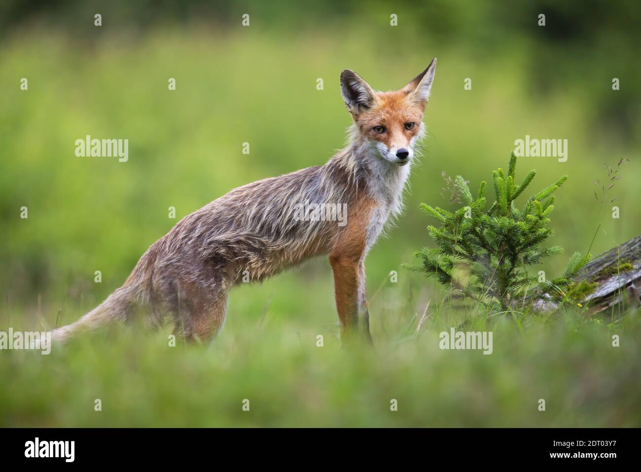 Skinny fox hi-res stock photography and images - Alamy | Weite Hosen