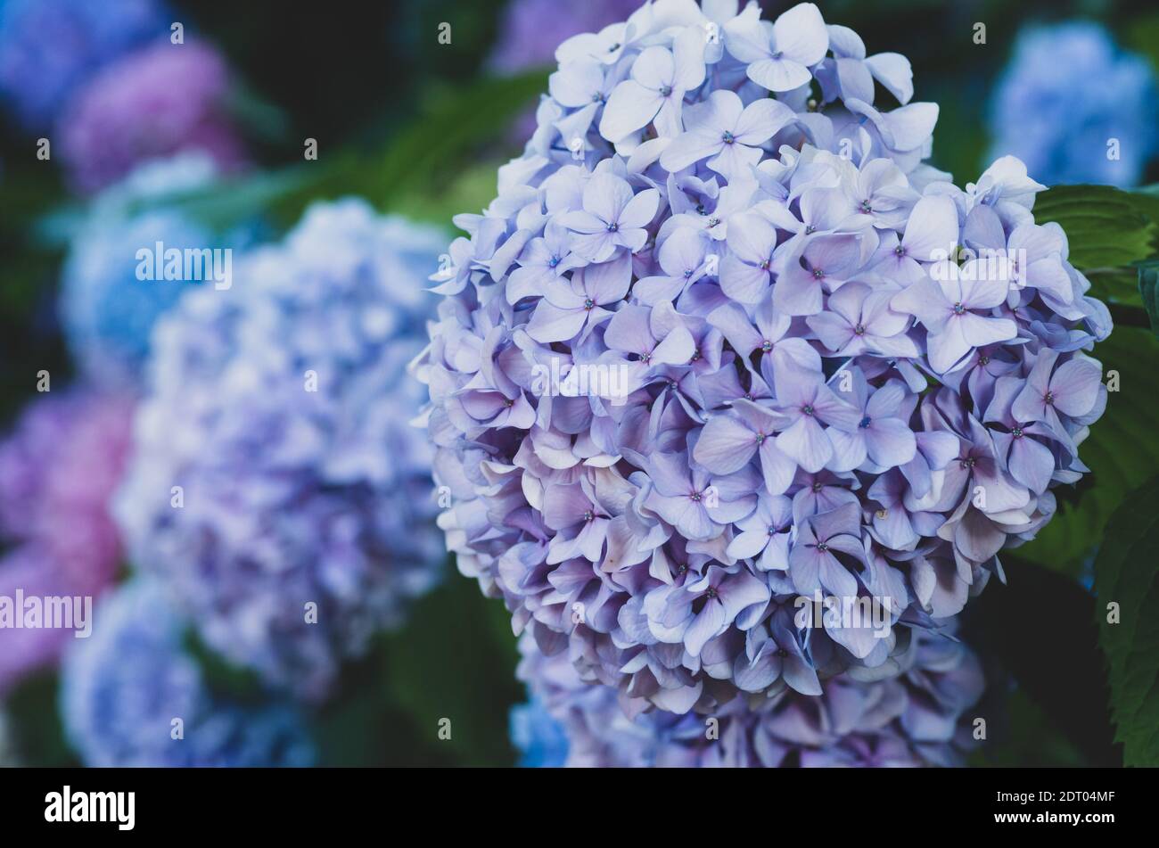 A selective focus shot of purple hydrangeas in the gard Stock Photo - Alamy