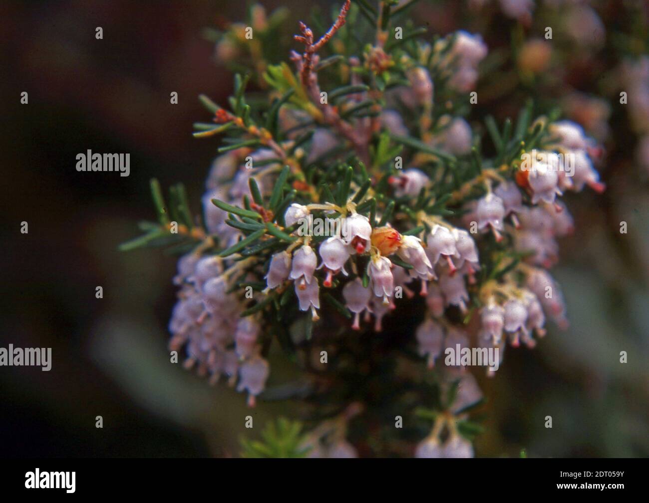 Erica arborea flowering Stock Photo