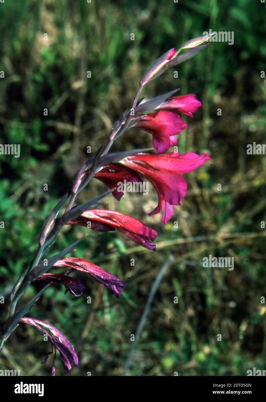 Gladiolus communis in nature close-up (scanned from Fujichrome Provia) Stock Photo