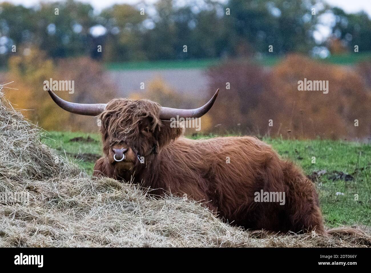 Long-haired longhorn highland cattle on meadow in hessen, germany Stock  Photo - Alamy