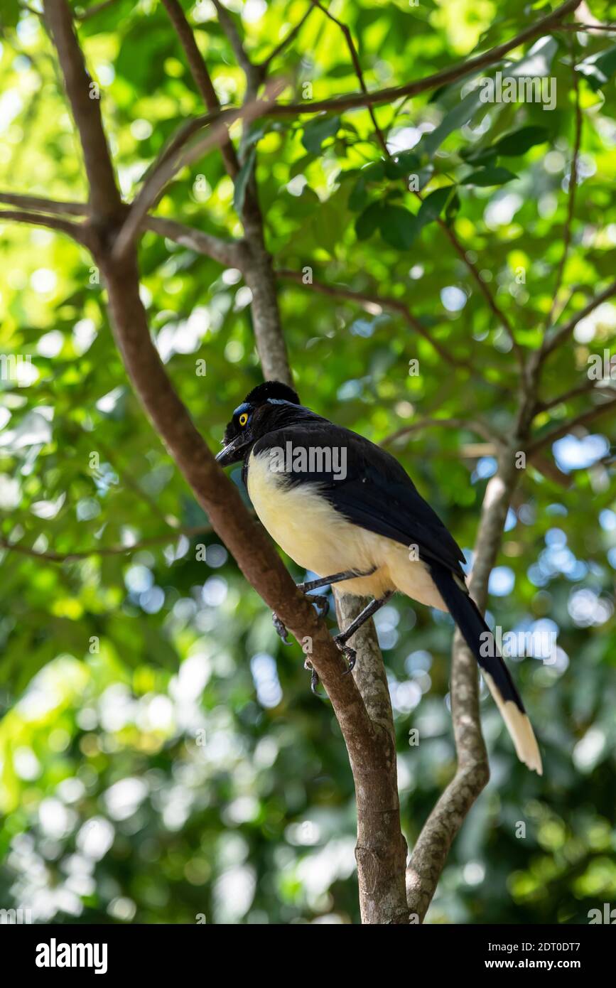 Plush-crested Jay bird in the forest of Iguazu Falls National Park Stock Photo
