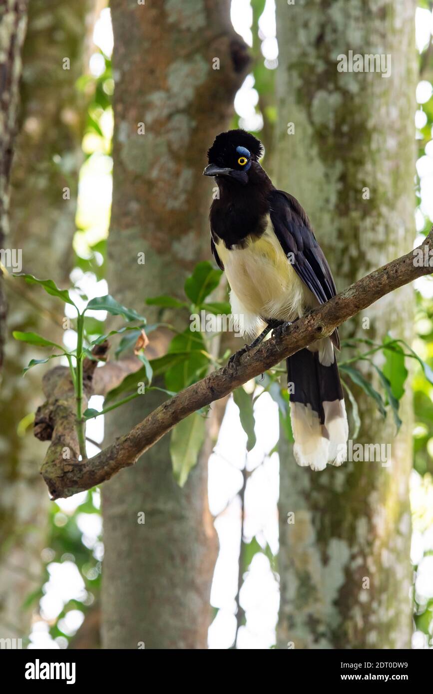 Plush-crested Jay bird in the forest of Iguazu Falls National Park Stock Photo