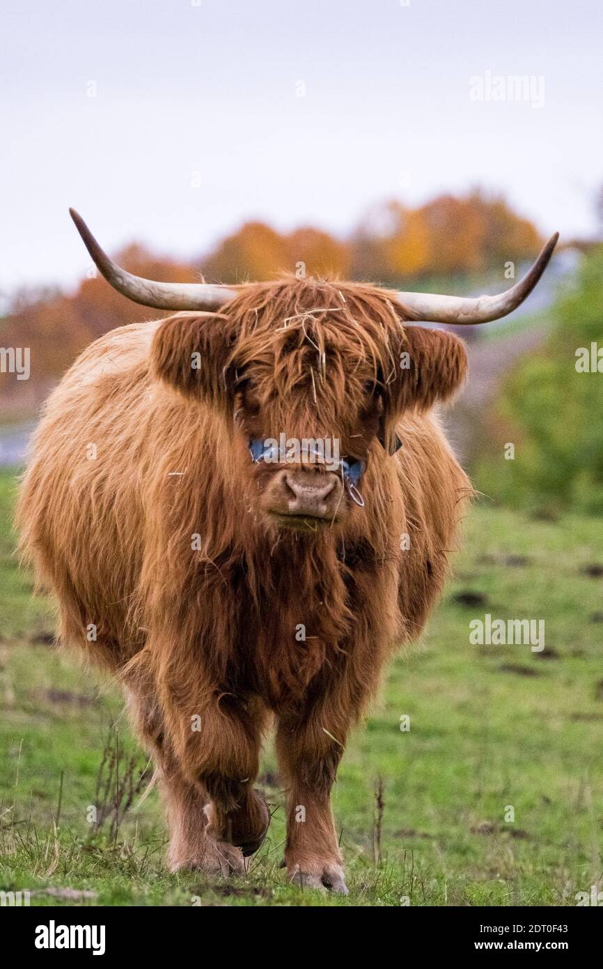 Long-haired longhorn highland cattle on meadow in hessen, germany Stock  Photo - Alamy