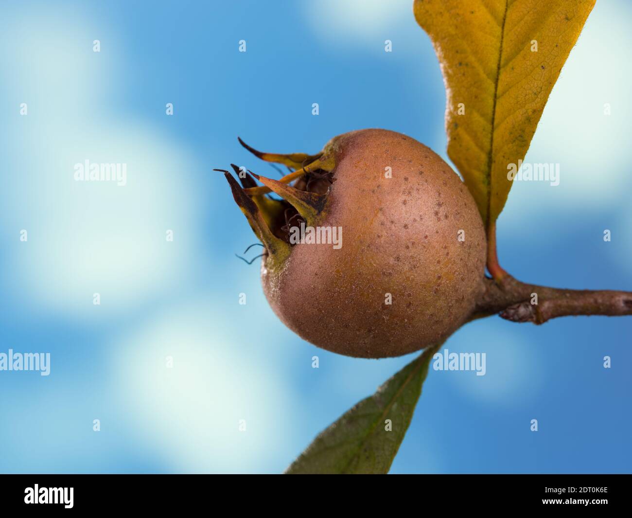 close-up medlar background in the sky Stock Photo