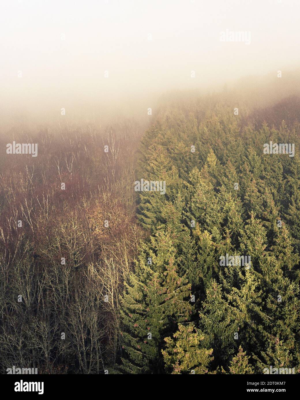 A vertical shot of trees in the forest captured on a foggy day Stock ...