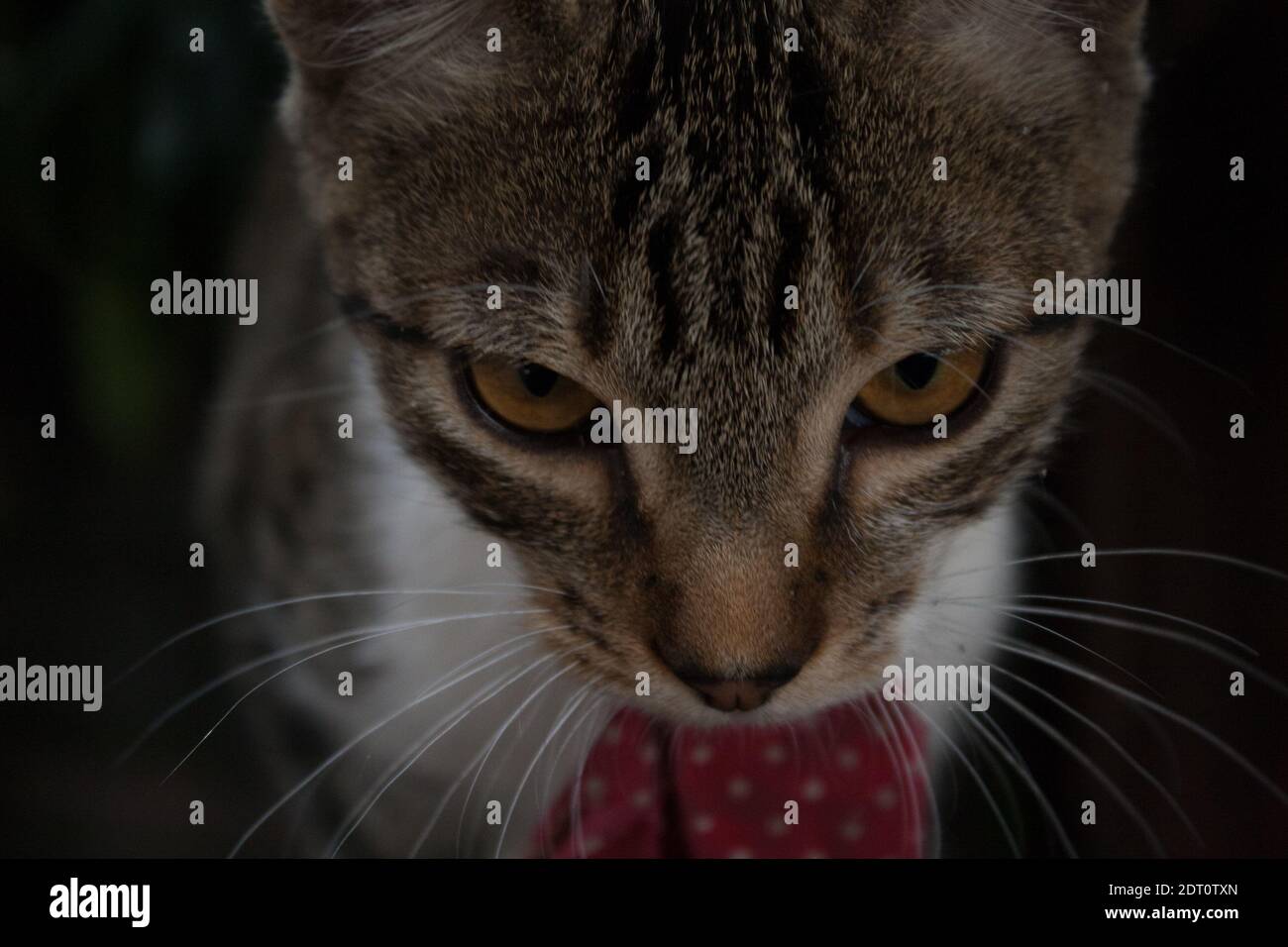 A closeup shot of a mad tabby cat looking into the camera Stock Photo ...