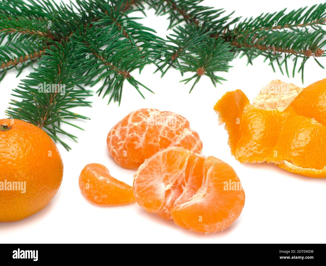 Tangerines and spruce branches Stock Photo