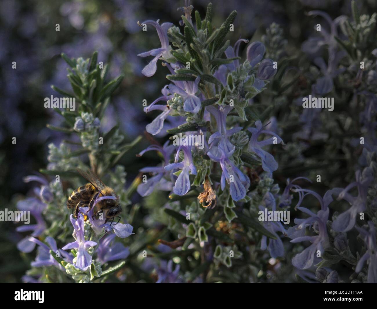 Close up of a Bee polinizing a flower. Spring is here Stock Photo