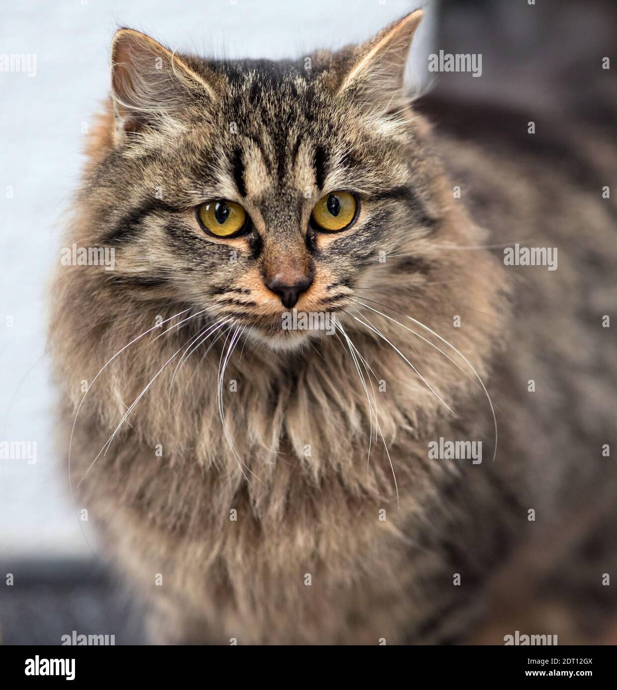 Long haired Domestic Cat Stock Photo Alamy popular-cat-breed-domestic-long-hair-fern-creek-medical-center