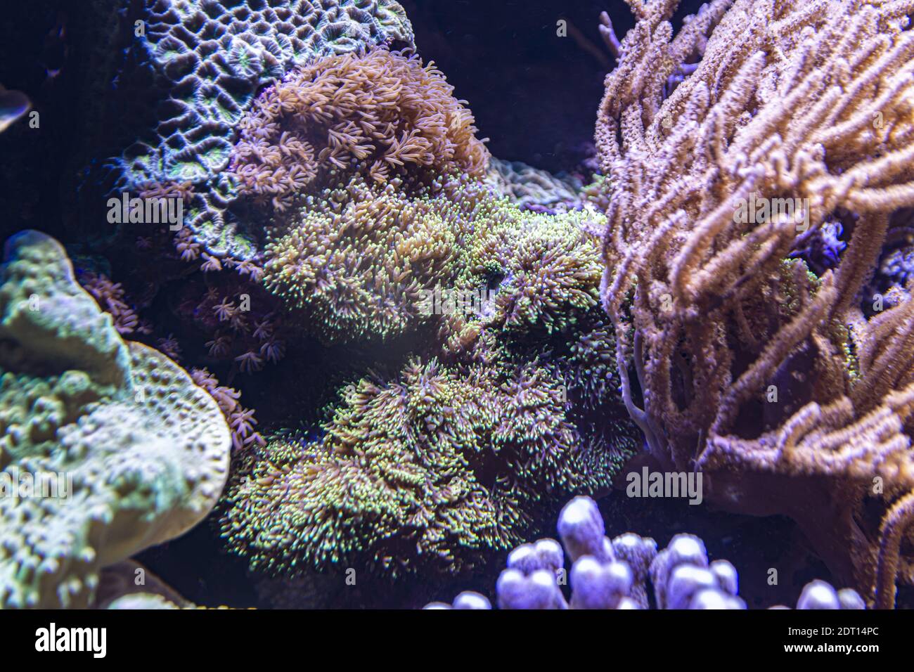 The exotic and colorful corals captured in an aquarium Stock Photo - Alamy