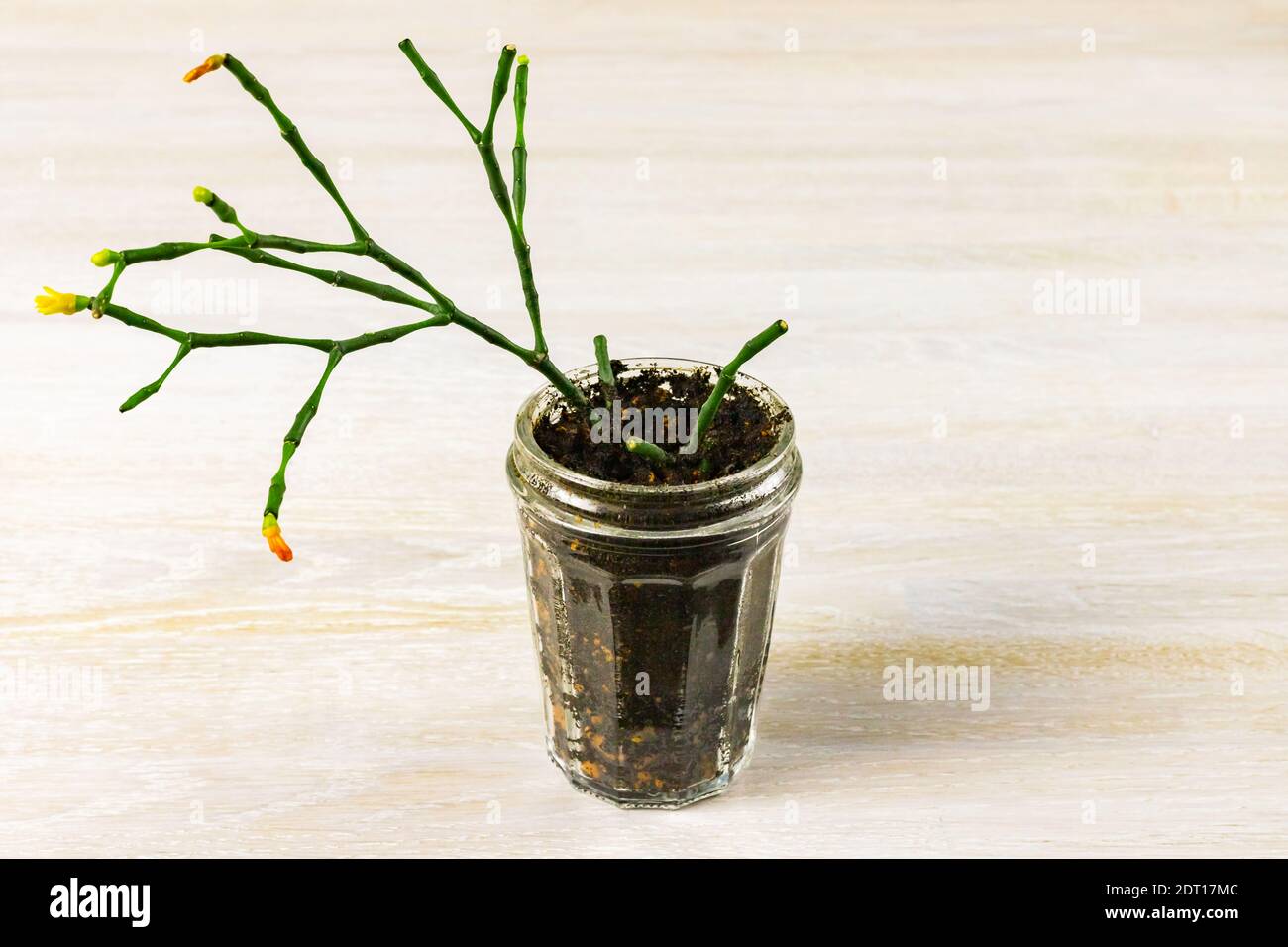 Hatiora salicornioideshouse decorative home house plant seedling sprout in glass soil flowerpot Stock Photo