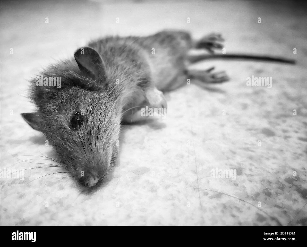 Mickey mouse head hires stock photography and images Alamy