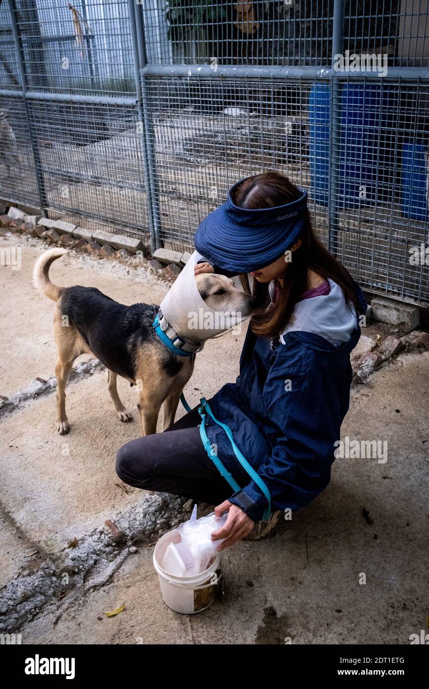 The center of Tai Wo of the Hong Kong Dog Rescue association which