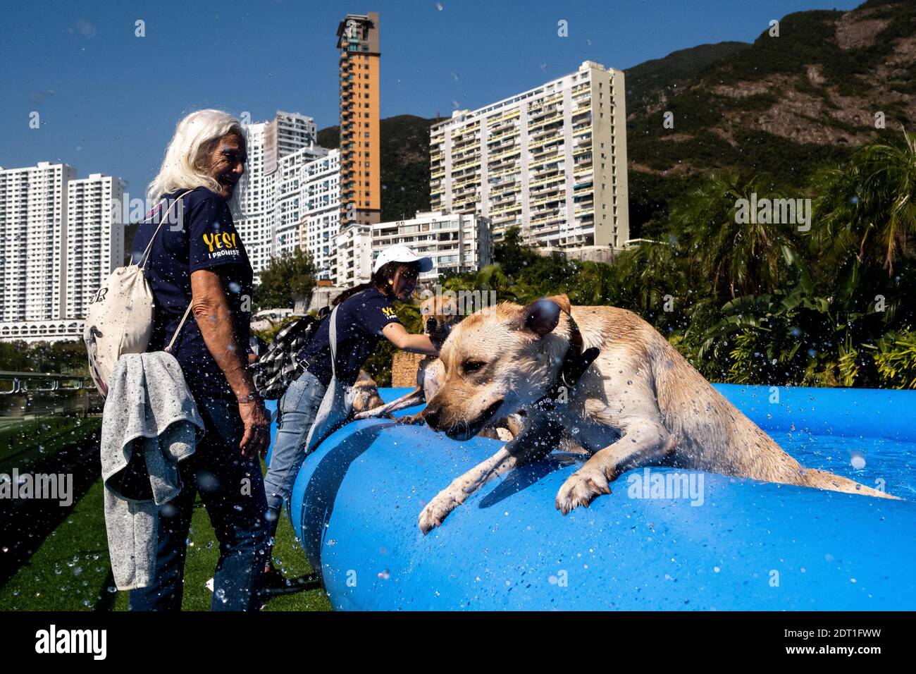 Annual walk event of the Hong Kong Dog Rescue association which rescues