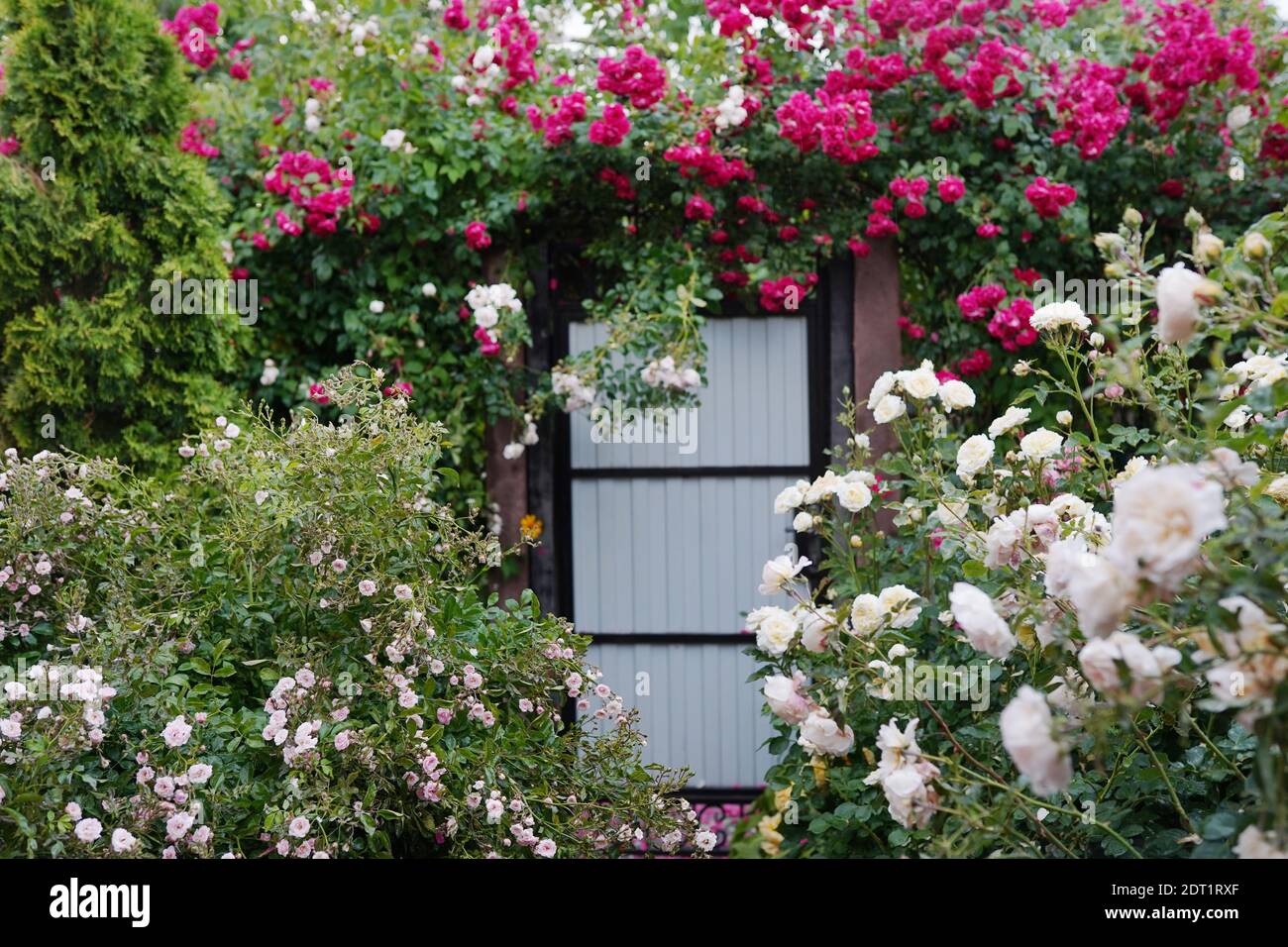 Pink, red and white rose plants and floral decorations around the house Stock Photo