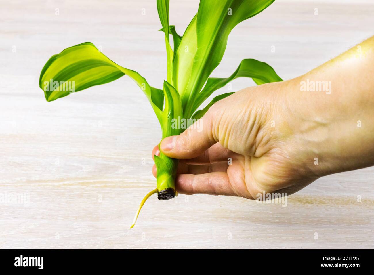 A female hand holds a green branch Dracaena fragrans home plant on a white wooden background Stock Photo