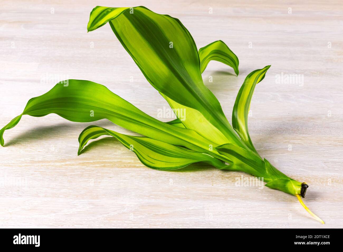 Green branch leaves Dracaena fragrans home plant on a white wooden background with root Stock Photo