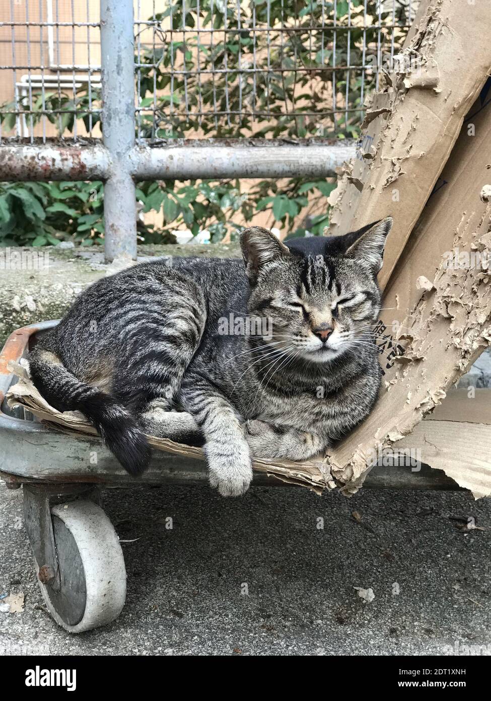 Domestic cat wheelbarrow hi-res stock photography and images - Alamy