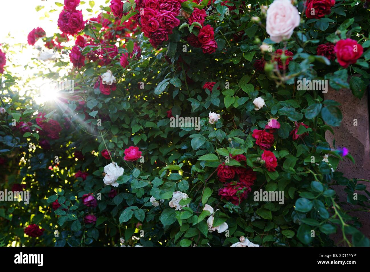 Mature rose bush hi-res stock photography and images - Alamy