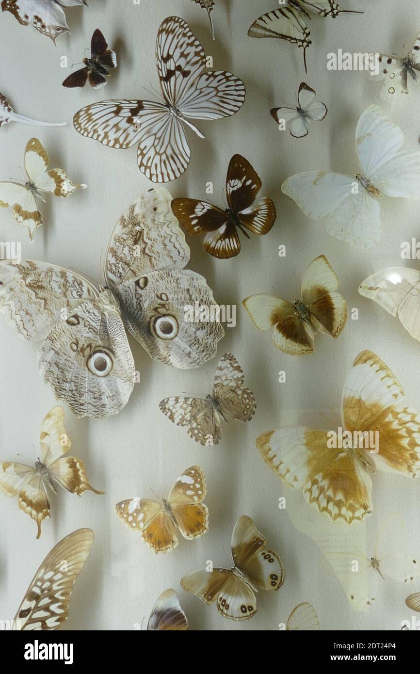 Butterfly pinned hires stock photography and images Alamy