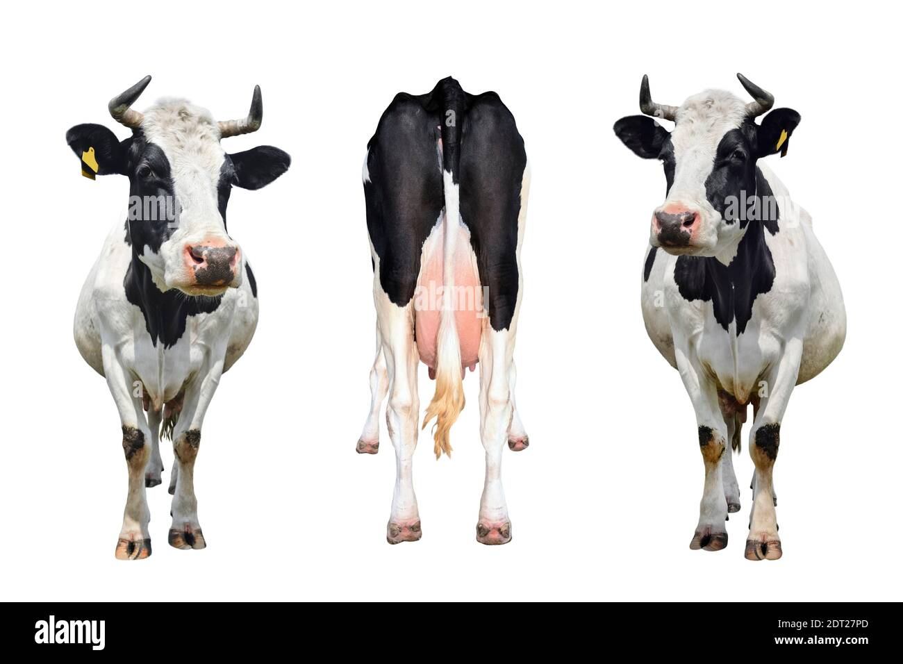 Three cows isolated on white. The bottom and tail of a standing cow ...