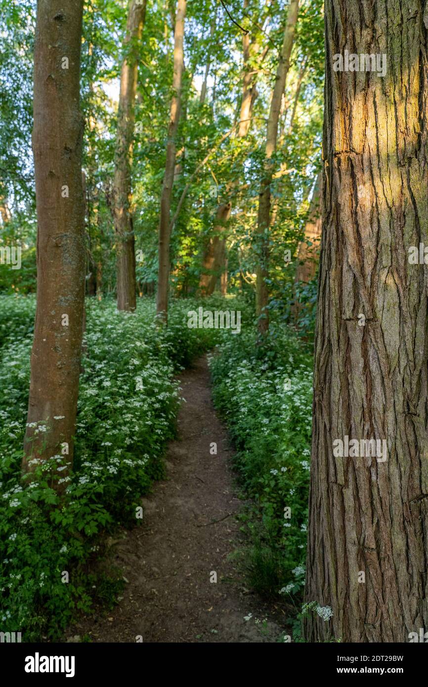 a-narrow-path-in-the-forest-near-frankfurt-stock-photo-alamy
