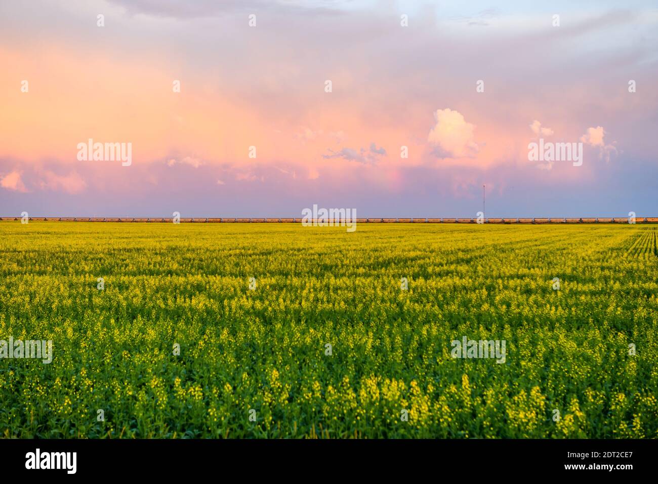 Sunset over field, train passing on horizon, Ontario, Canada Stock Photo
