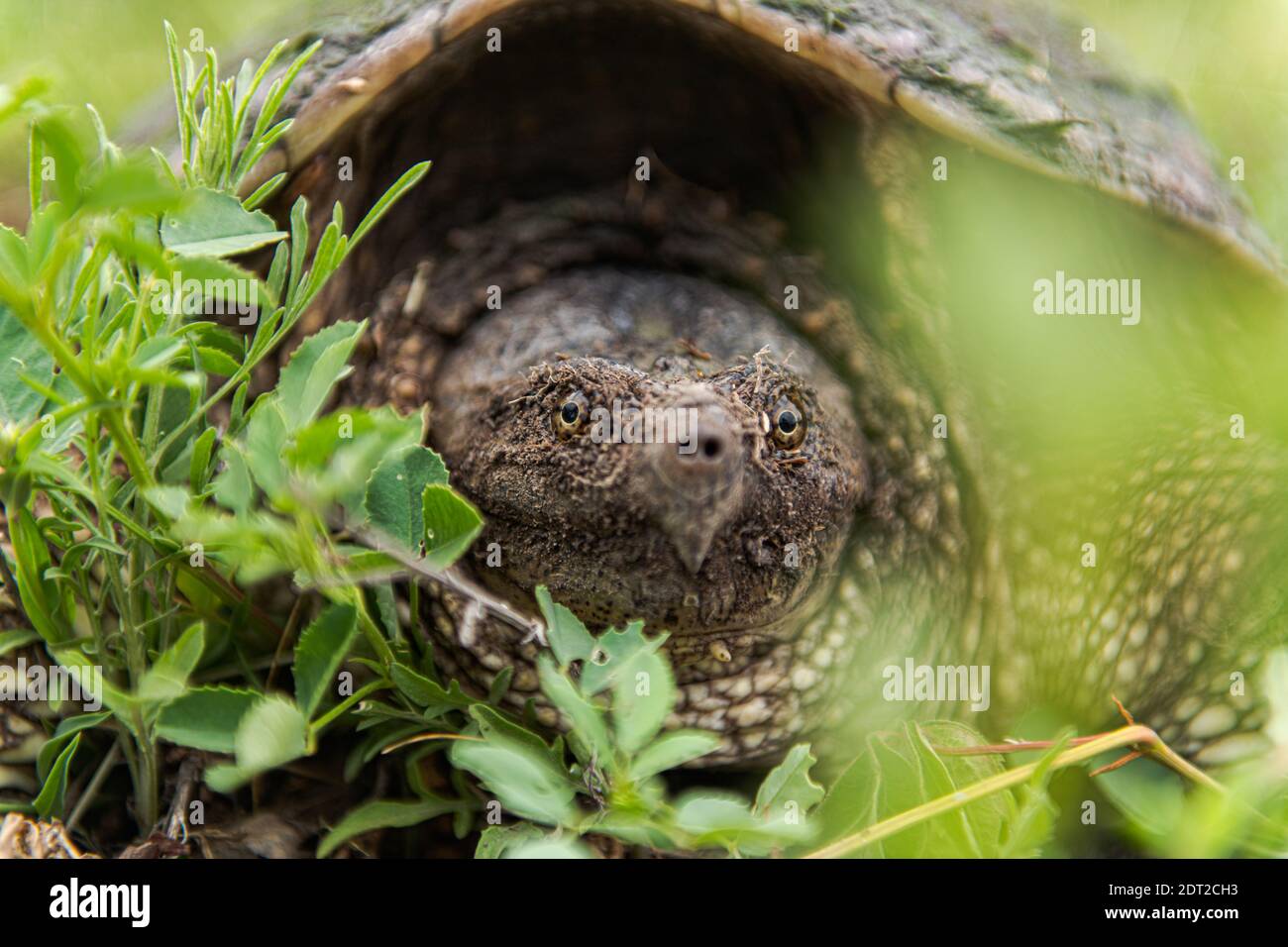 Close up of turtle, Ontario, Canada Stock Photo