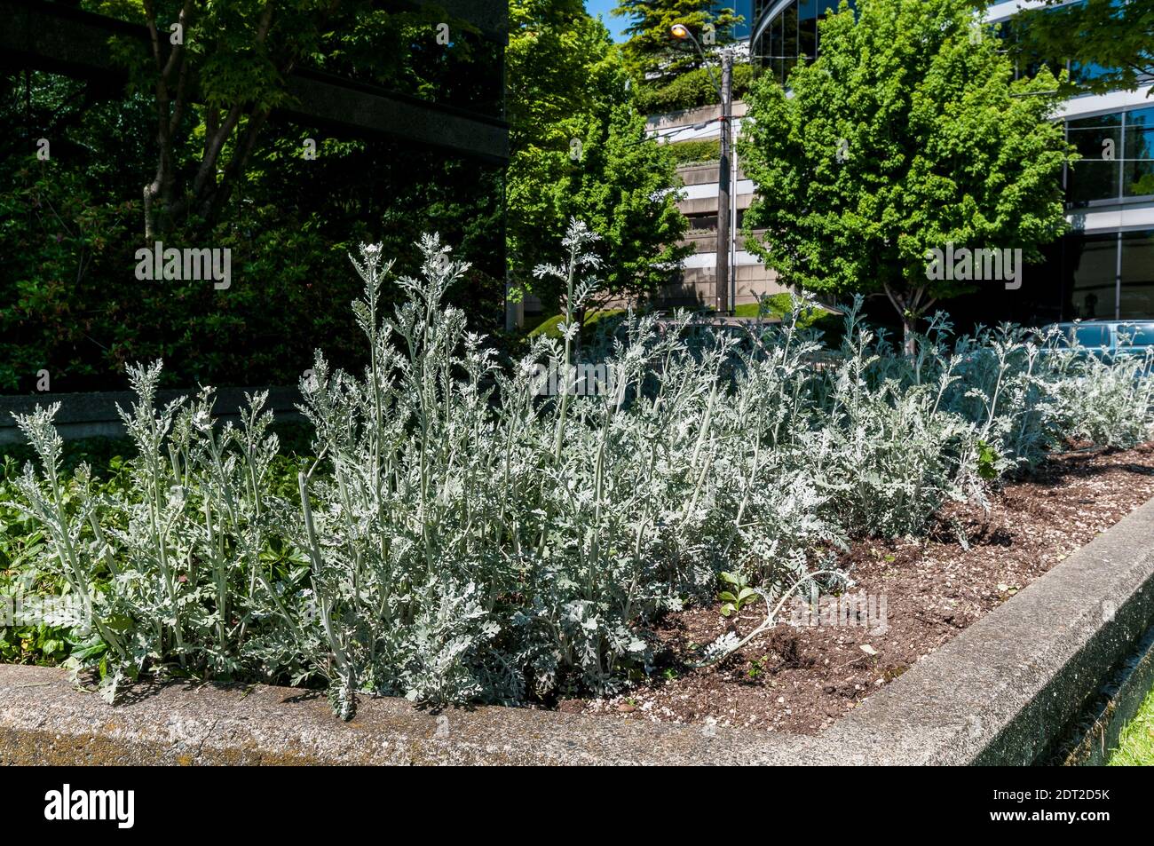 Centaurea cineraria plant or 'Dusty Miller' plant in Belltown in Seattle, Washington. Stock Photo