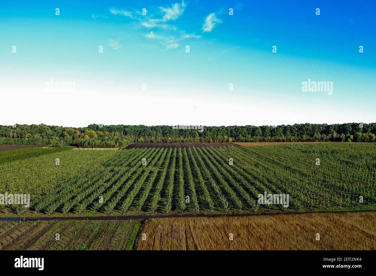 Aerial view apple orchard in hi-res stock photography and images - Page 4 -  Alamy