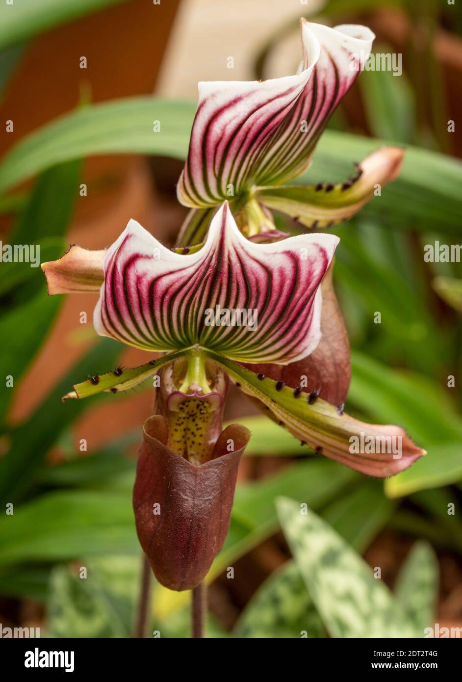 Paphiopedilum Callosum 'Imperial Purple' flowering, natural flower portrait Stock Photo