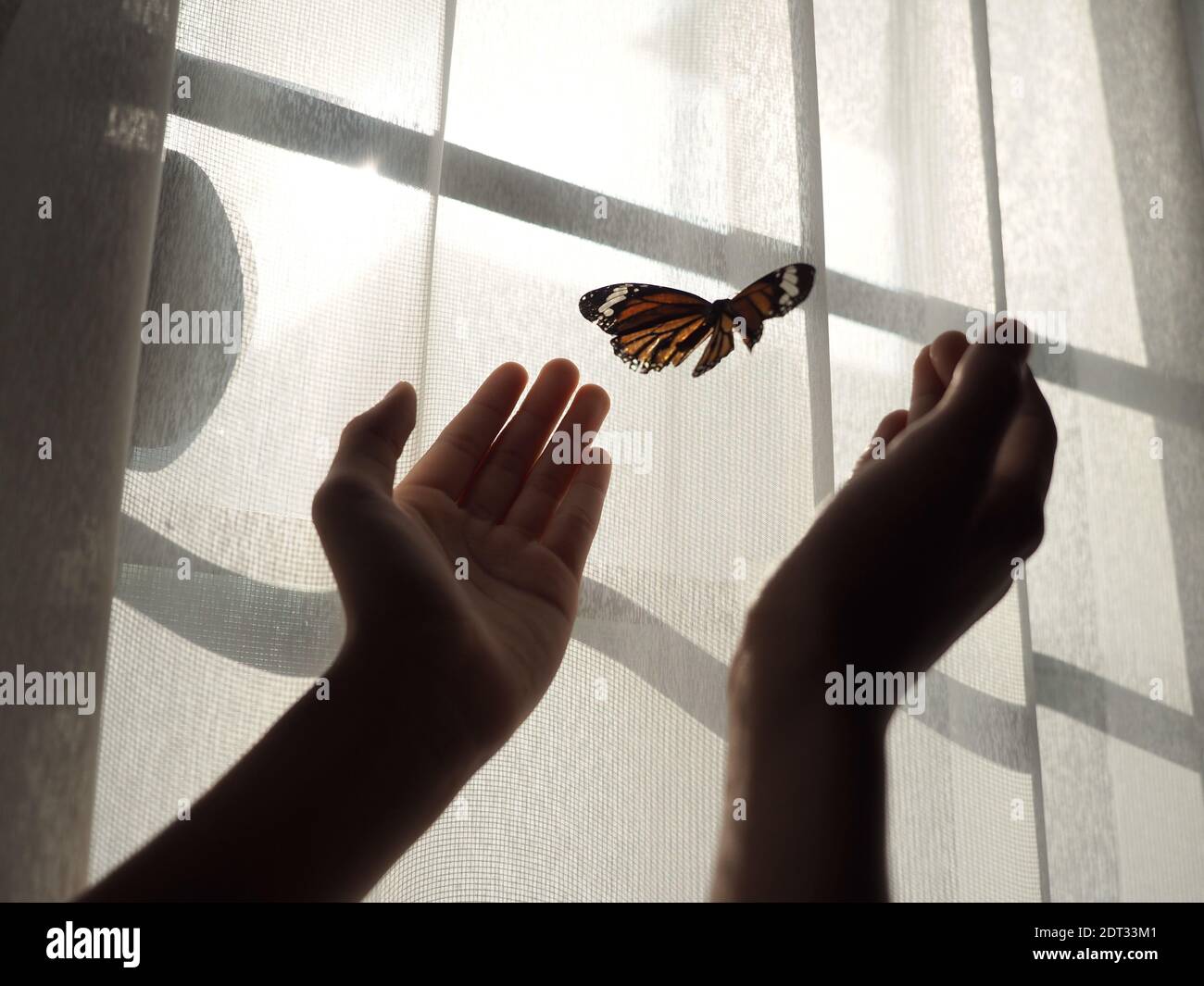 Бабочки влетают в дом. Бабочки на окна. Выпускаю бабочек. Залетела бабочка в окно. К чему бабочка залетает в дом.