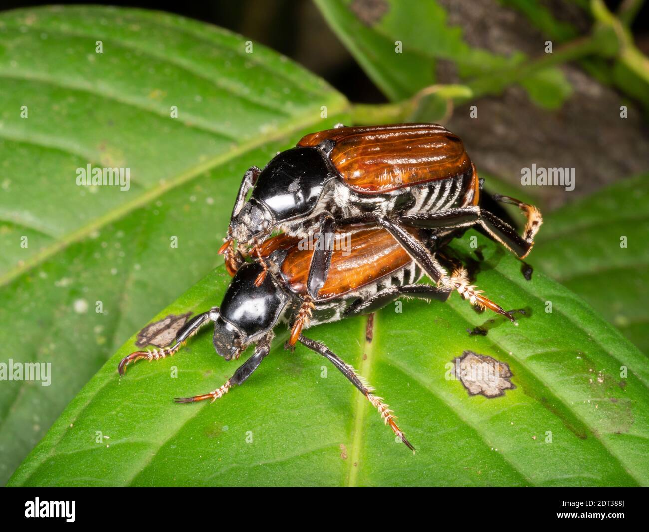 Chafer beetles (Scarabaeidae) mating. Near Banos on the eastern slopes of the Andes, Ecuador Stock Photo