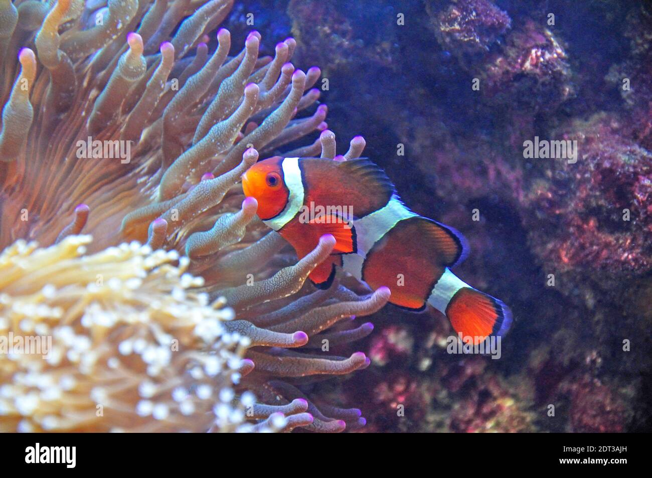 Ocellaris Clownfish (Amphiprion ocellaris) amongst sea anemones in coral reef, Cebu, Visayas, Philippines Stock Photo