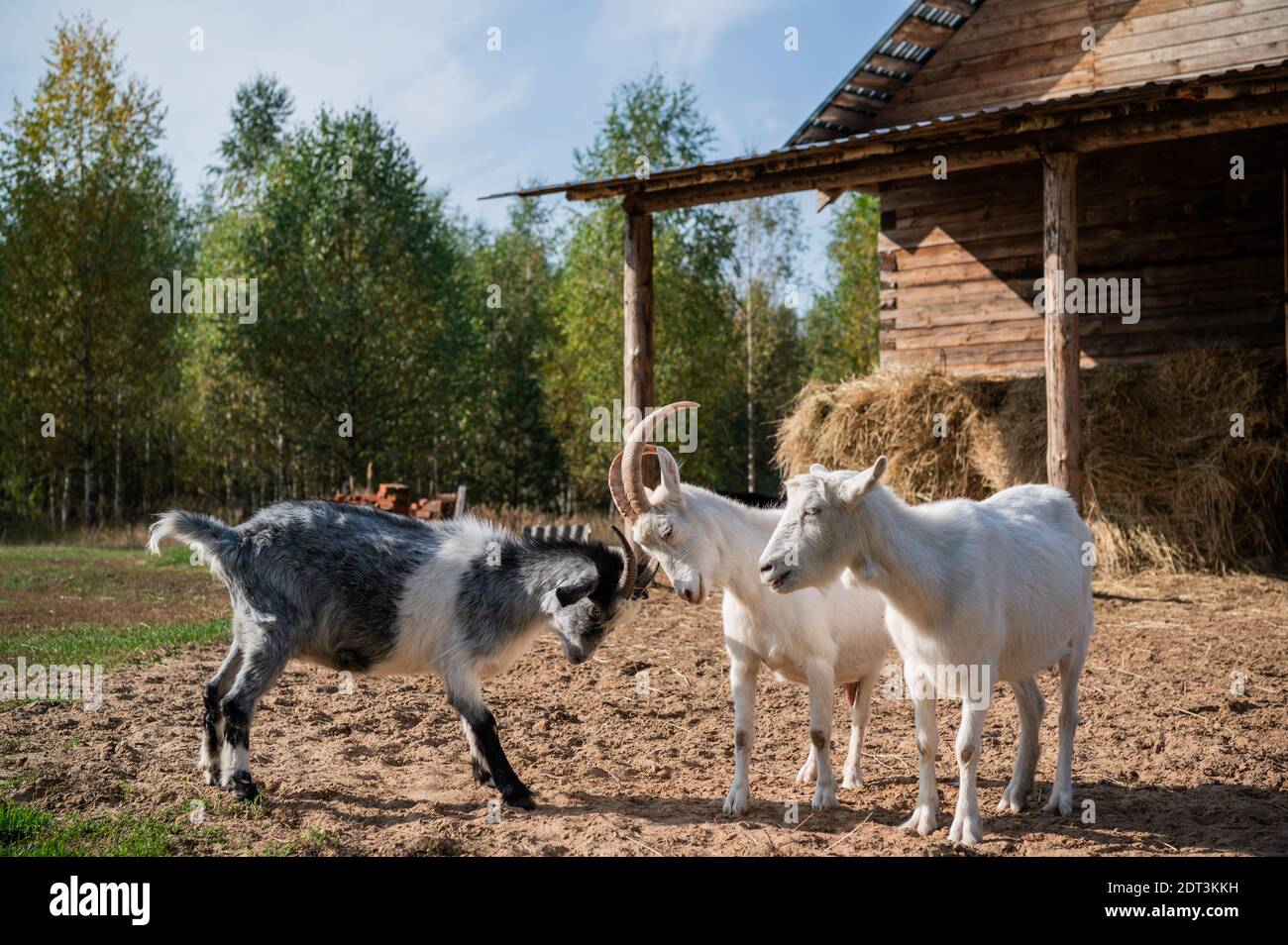 Mating goats hires stock photography and images Alamy