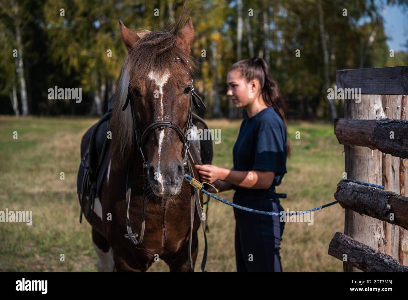 Cute girl gets ready for a ride on a horse and saddles it on an autumn day. Stock Photo