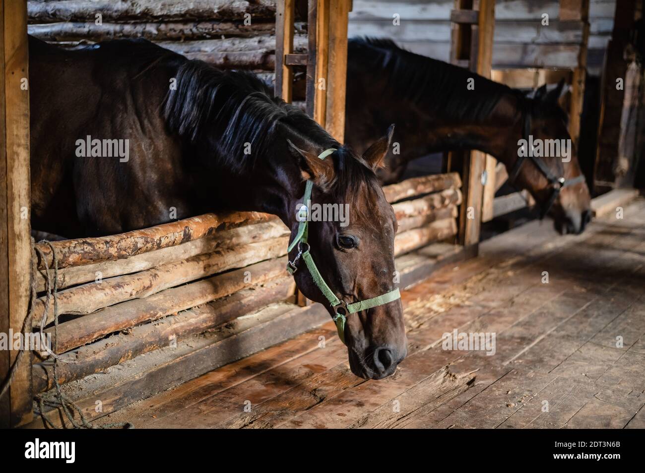 Two beautiful horses are preparing for a working day and dressage in a ...