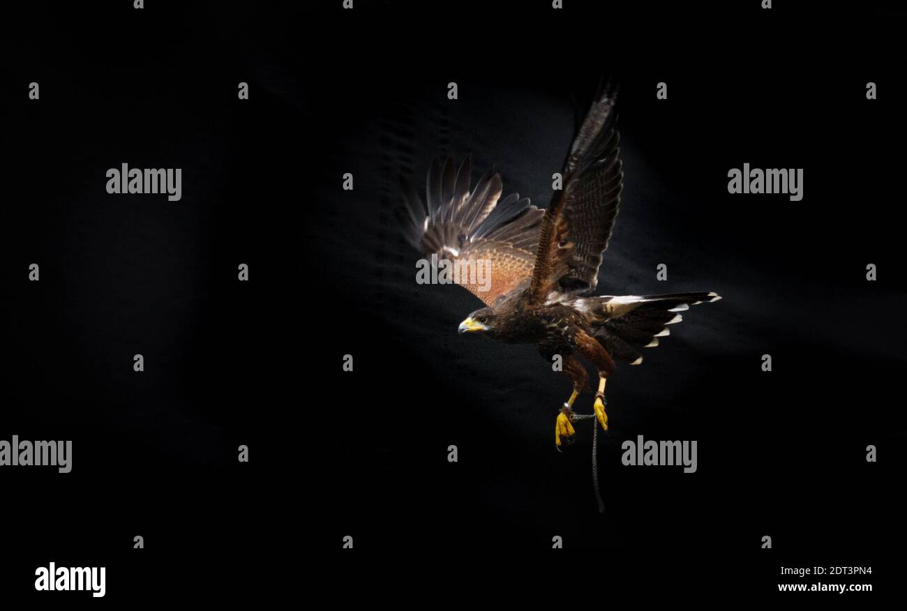 Ferruginous hawk bird spreading its wings flying against black background Stock Photo