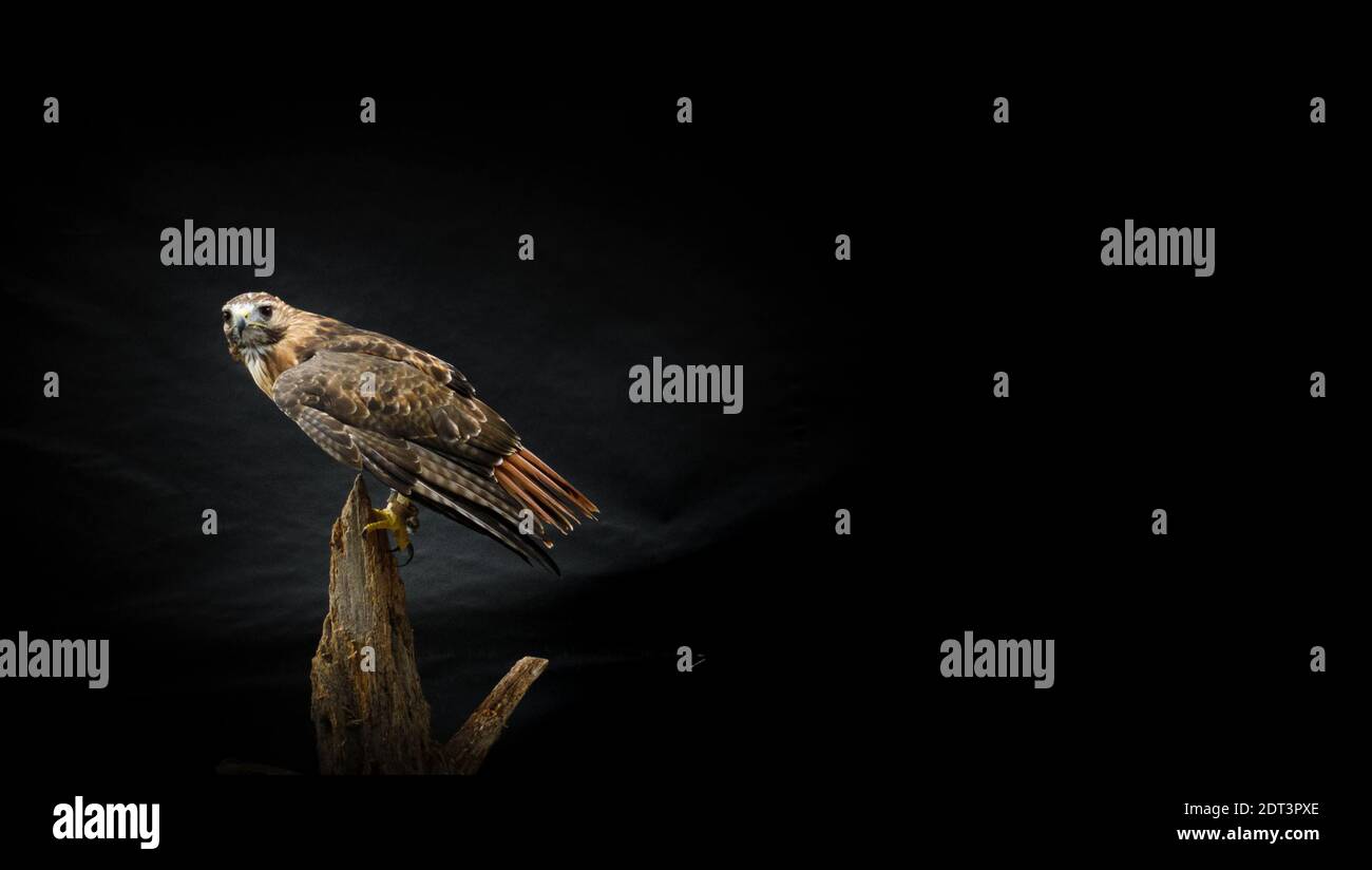 Ferruginous hawk bird perched on tree branch against dark background with copy space Stock Photo