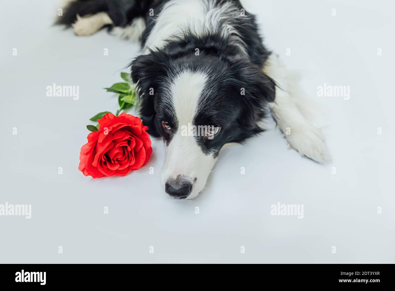 St. Valentine's Day concept. Funny portrait cute puppy dog border ...