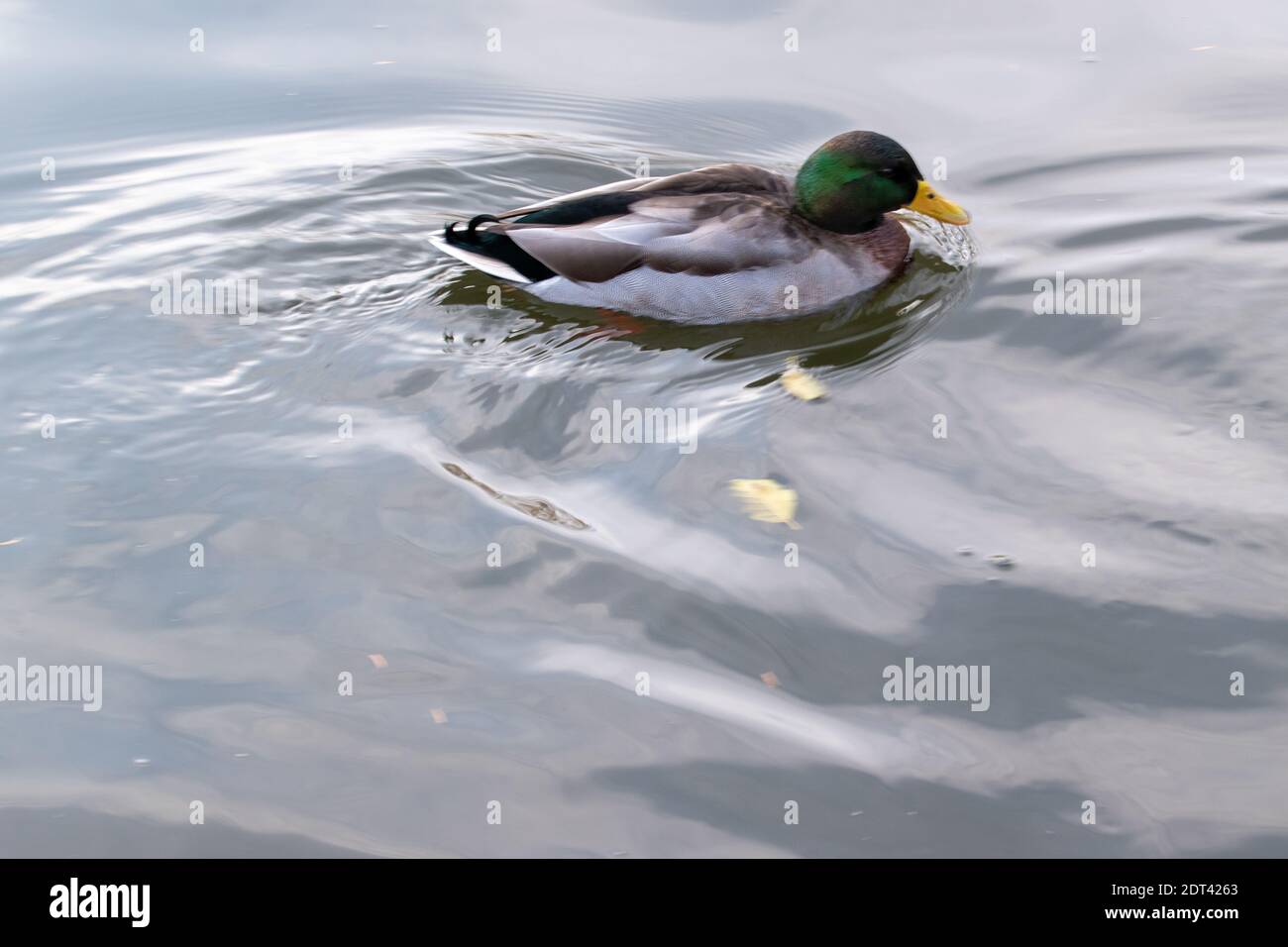 Ducks in autumn on a pond in a park. Stock Photo